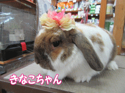 150912k.gif