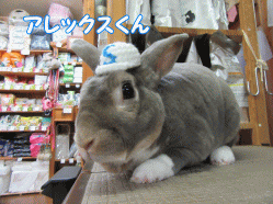 150913y.gif