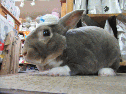 150913z.gif