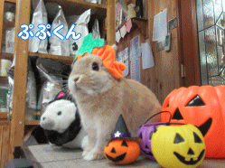 150915e.gif