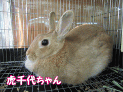 150915g.gif
