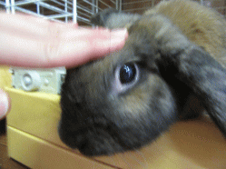 150915z2.gif
