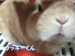 150915z3.gif