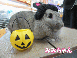 150919a.gif