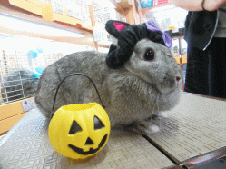 150919b.gif