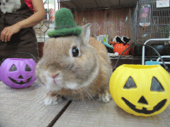 150919h.gif
