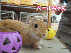 150919i.gif