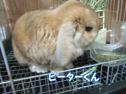 1509202i.gif
