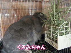 150920q.gif
