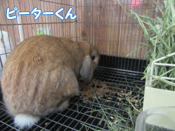 150921z3.gif