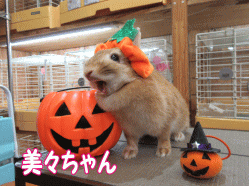150927e.gif