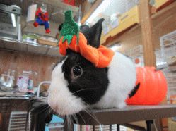 150929h.gif
