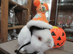 151001d.gif