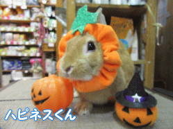 151002g.gif