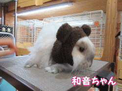 151003a.gif
