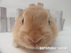 151003e.gif