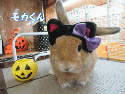 151004e.gif