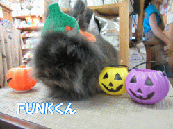151004g.gif