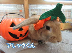 151004k.gif
