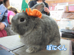 151010c.gif