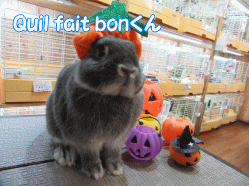 151011a.gif