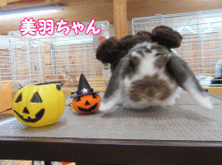 151011c.gif