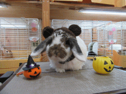 151011d.gif