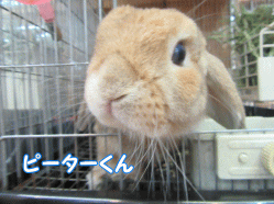 151011m.gif