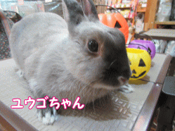 151013g.gif