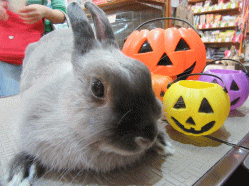151013h.gif