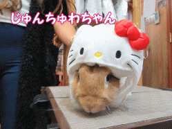 151013k.gif