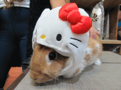 151013l.gif