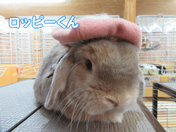 151013q.gif
