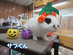 151013s.gif