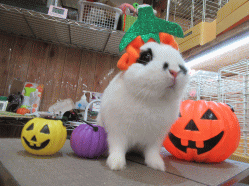 151013t.gif