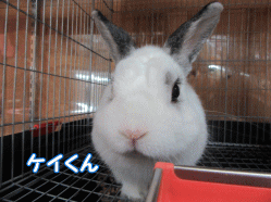 151013w.gif