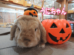 151015a.gif