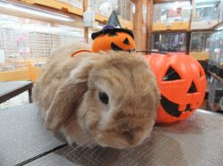 151015b.gif