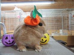 151016b.gif