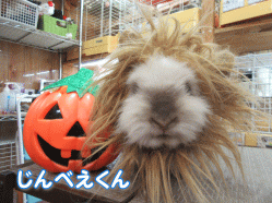 151017a.gif