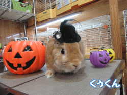 151017c.gif