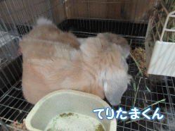 151017e.gif