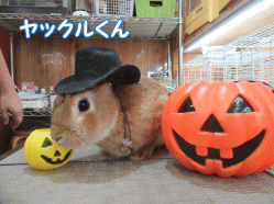 151018b.gif