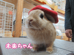 151018f.gif
