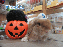 151018g.gif