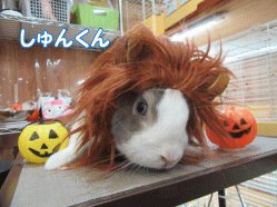 151018i.gif