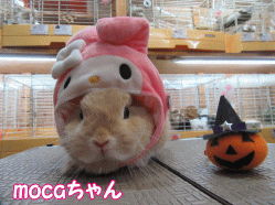 151019a.gif