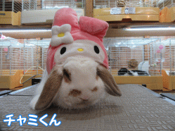 151019e.gif