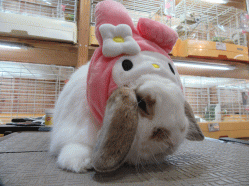 151019f.gif