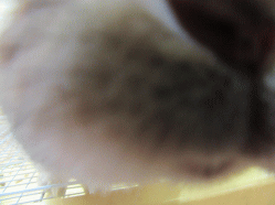 151020d.gif